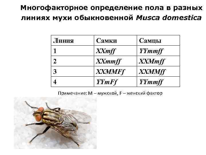 Многофакторное определение пола в разных линиях мухи обыкновенной Musca domestica Линия 1 2 3