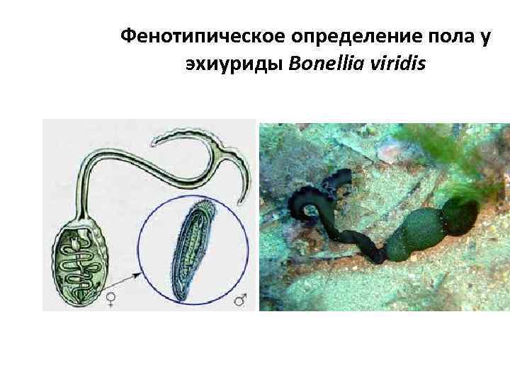 Фенотипическое определение пола у эхиуриды Bonellia viridis 