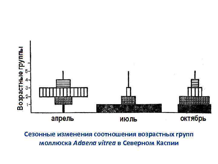 Сезонные изменения соотношения возрастных групп моллюска Adaena vitrea в Северном Каспии 