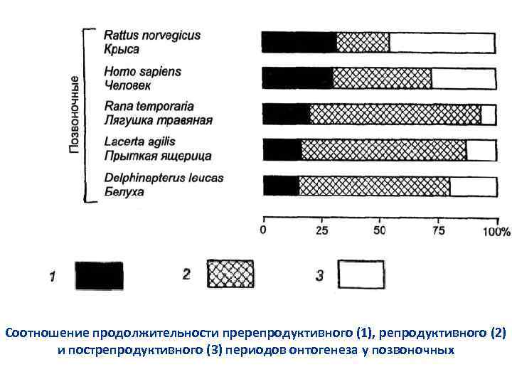 Соотношение продолжительности пререпродуктивного (1), репродуктивного (2) и пострепродуктивного (3) периодов онтогенеза у позвоночных 
