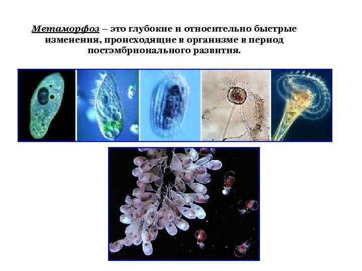 Метаморфоз – это глубокие и относительно быстрые изменения, происходящие в организме в период постэмбрионального