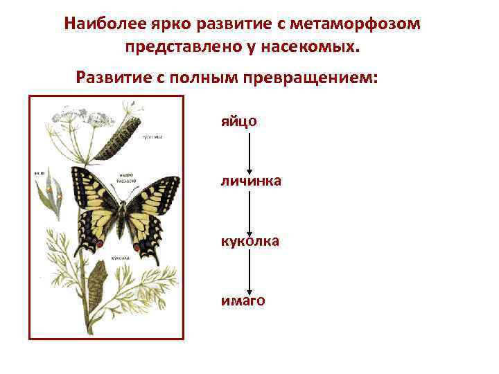 Наиболее ярко развитие с метаморфозом представлено у насекомых. Развитие с полным превращением: яйцо личинка