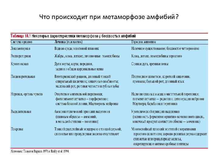 Что происходит при метаморфозе амфибий? 