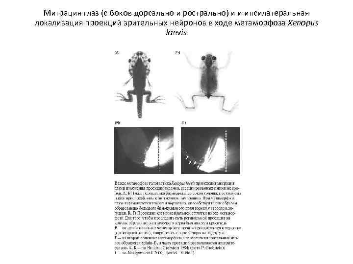 Миграция глаз (с боков дорсально и рострально) и и ипсилатеральная локализация проекций зрительных нейронов
