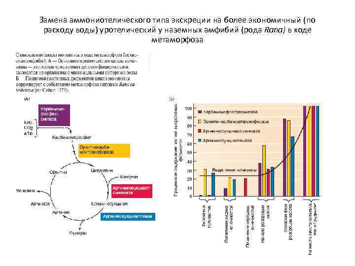Замена аммониотелического типа экскреции на более экономичный (по расходу воды) уротелический у наземных амфибий