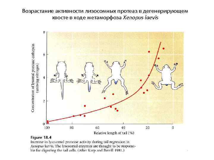Возрастание активности лизосомных протеаз в дегенерирующем хвосте в ходе метаморфоза Xenopus laevis 