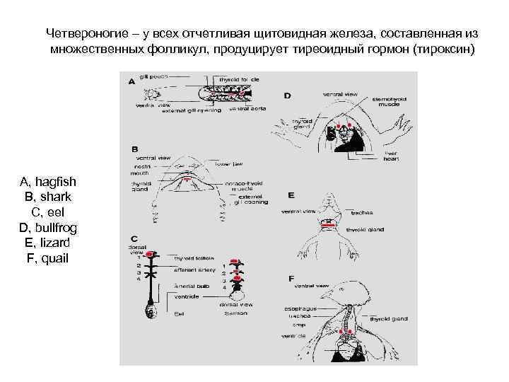 Четвероногие – у всех отчетливая щитовидная железа, составленная из множественных фолликул, продуцирует тиреоидный гормон