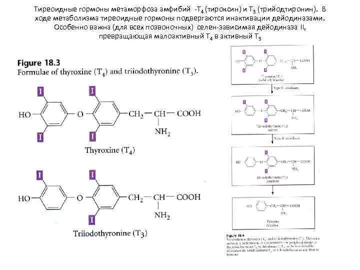 Тиреоидные гормоны метаморфоза амфибий -T 4 (тироксин) и T 3 (трийодтиронин). В ходе метаболизма