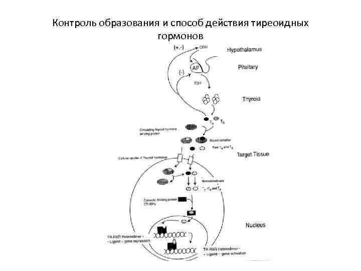 Контроль образования и способ действия тиреоидных гормонов 