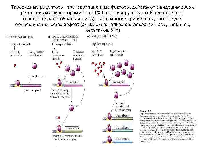 Тиреоидные рецепторы - транскрипционные факторы, действуют в виде димеров с ретиноевыми рецепторами (типа RXR)
