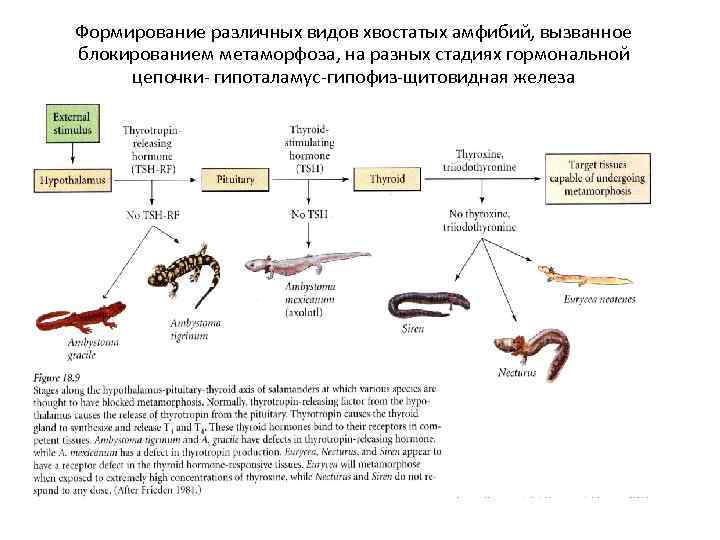 Формирование различных видов хвостатых амфибий, вызванное блокированием метаморфоза, на разных стадиях гормональной цепочки- гипоталамус-гипофиз-щитовидная