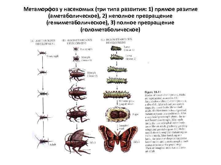 Типы превращения насекомых