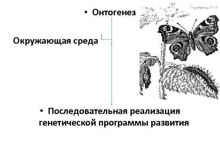  • Онтогенез Окружающая среда • Последовательная реализация генетической программы развития 