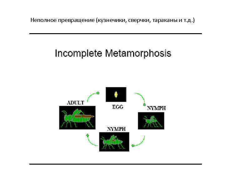 Неполное превращение (кузнечики, сверчки, тараканы и т. д. ) 