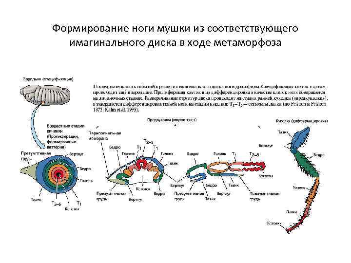 Формирование ноги мушки из соответствующего имагинального диска в ходе метаморфоза 