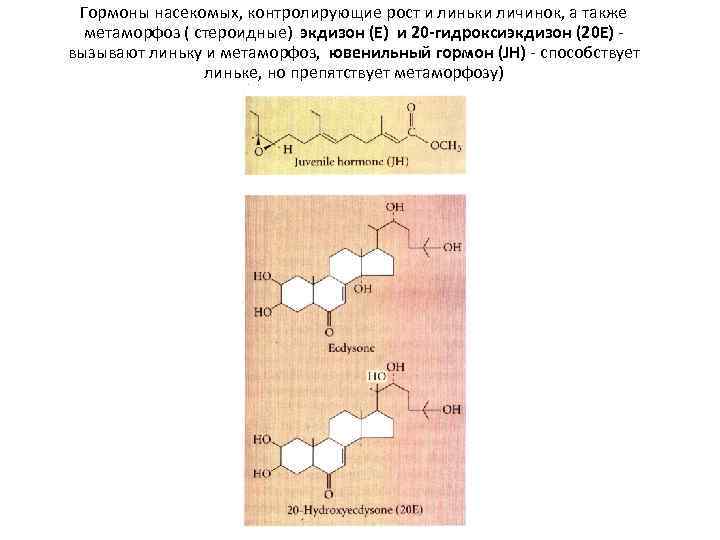 Гормоны насекомых, контролирующие рост и линьки личинок, а также метаморфоз ( стероидные) экдизон (E)