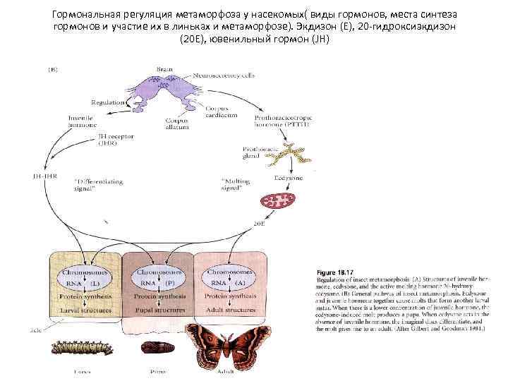 Схема гормонального контроля метаморфоза насекомых