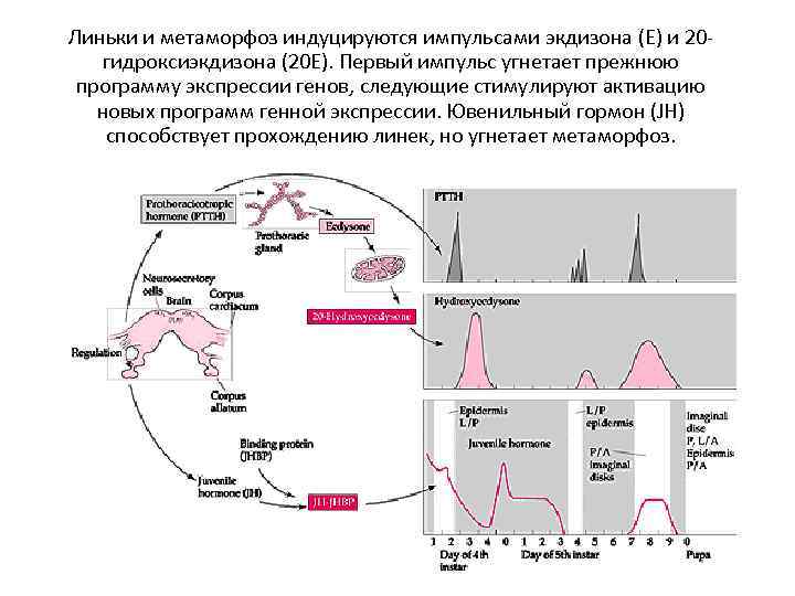 Линьки и метаморфоз индуцируются импульсами экдизона (E) и 20 - гидроксиэкдизона (20 E). Первый