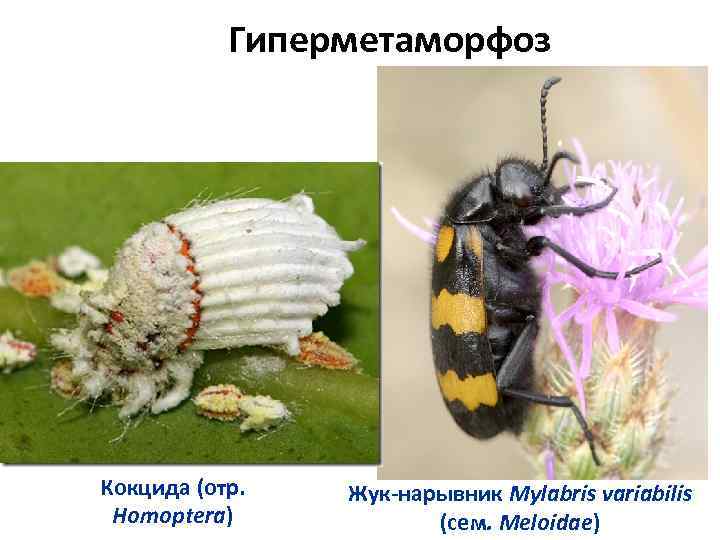 Гиперметаморфоз Кокцида (отр. Homoptera) Жук-нарывник Mylabris variabilis (сем. Meloidae) 