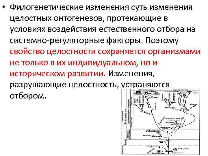  • Филогенетические изменения суть изменения целостных онтогенезов, протекающие в условиях воздействия естественного отбора