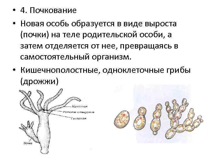 Процесс почкования. Размножение почкованием. Почкование бесполое размножение. Способ размножения почкование. Схема процесса почкования.