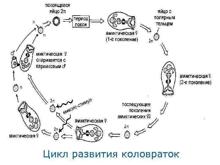 Цикл развития коловраток 