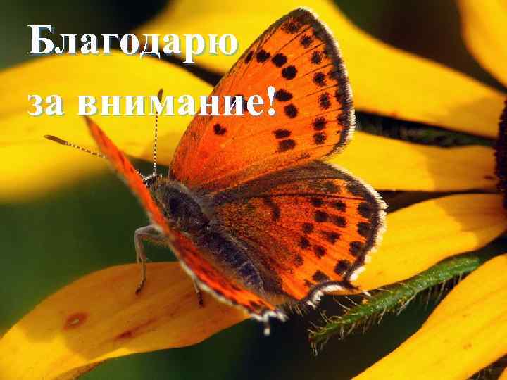 Благодарю за внимание! 