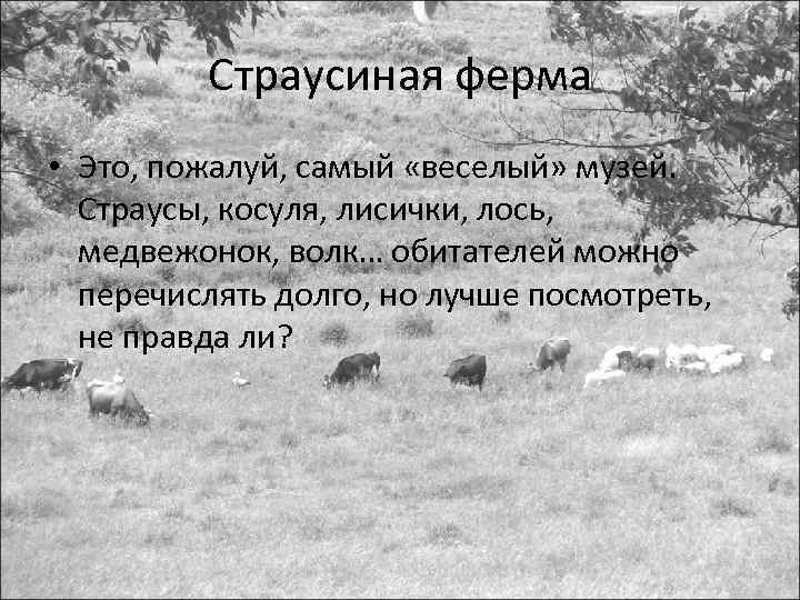 Страусиная ферма • Это, пожалуй, самый «веселый» музей. Страусы, косуля, лисички, лось, медвежонок, волк…