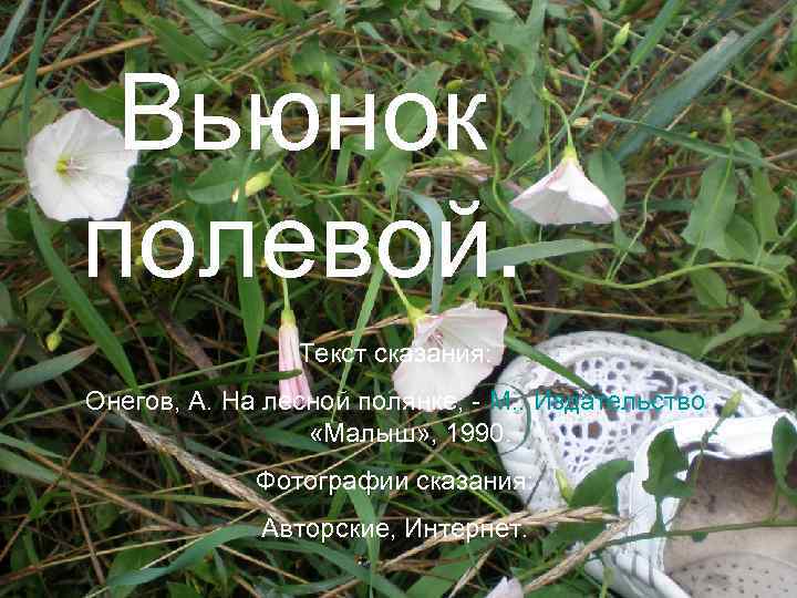 Вьюнок полевой. Текст сказания: Онегов, А. На лесной полянке, - М. : Издательство «Малыш»