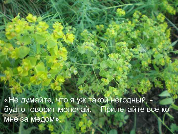  • «Не думайте, что я уж такой негодный, будто говорит молочай. –Прилетайте все
