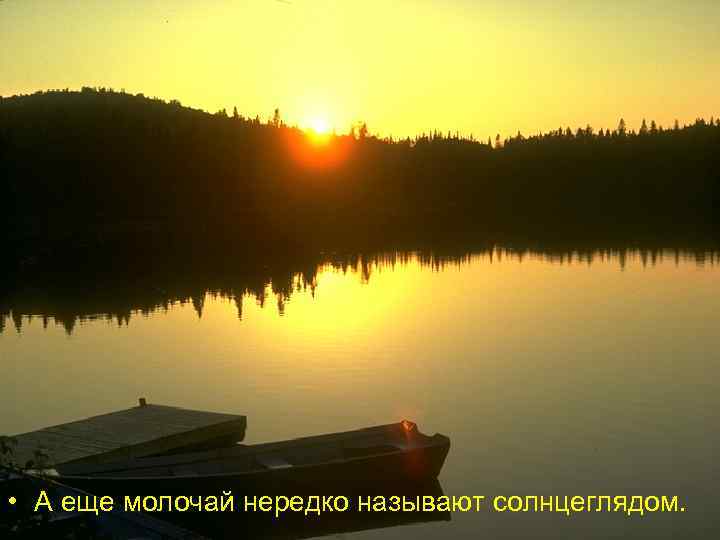  • А еще молочай нередко называют солнцеглядом. 