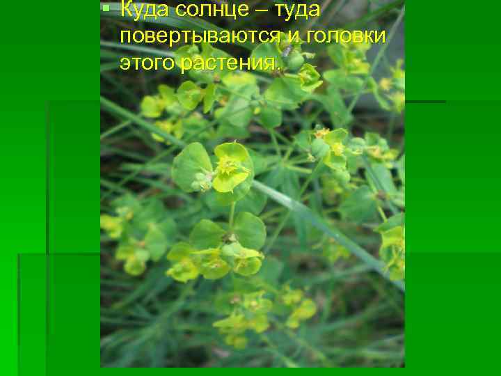 § Куда солнце – туда повертываются и головки этого растения. 