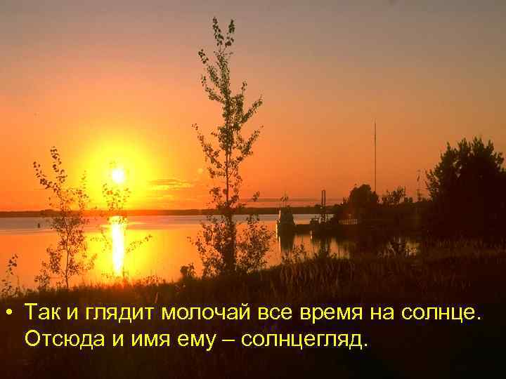  • Так и глядит молочай все время на солнце. Отсюда и имя ему