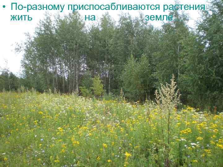  • По-разному приспосабливаются растения жить на земле… 