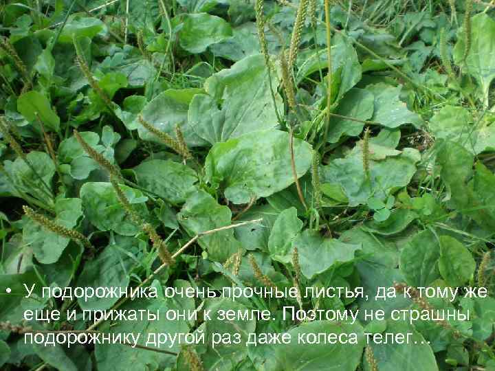  • У подорожника очень прочные листья, да к тому же еще и прижаты