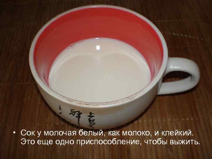  • Сок у молочая белый, как молоко, и клейкий. Это еще одно приспособление,