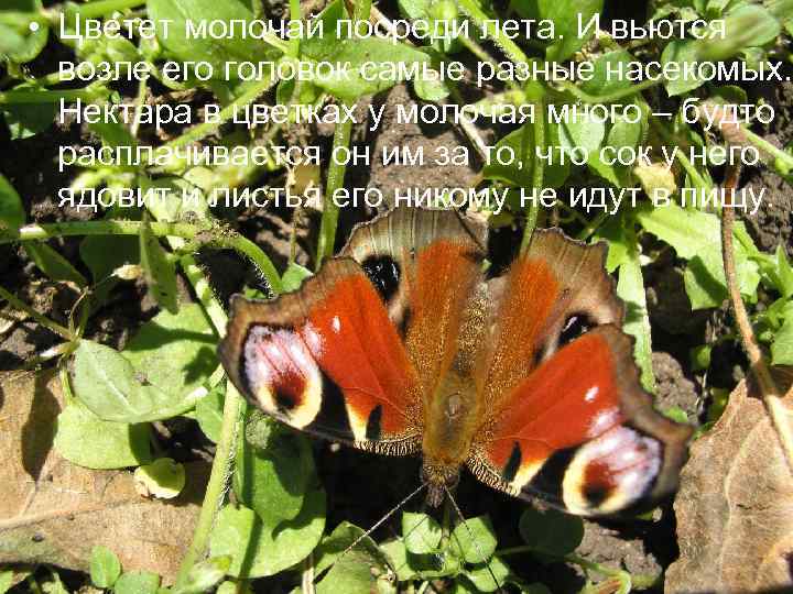  • Цветет молочай посреди лета. И вьются возле его головок самые разные насекомых.