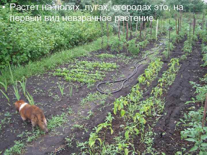  • Растет на полях, лугах, огородах это, на первый вид невзрачное растение. 