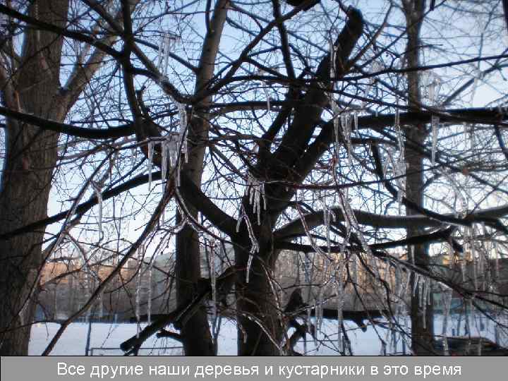 Все другие наши деревья и кустарники в это время 