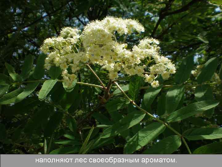 наполняют лес своеобразным ароматом. 