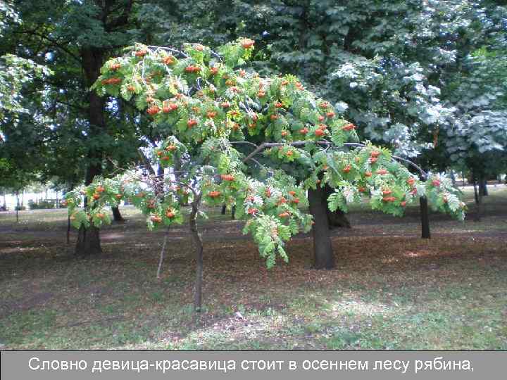 Словно девица-красавица стоит в осеннем лесу рябина, 