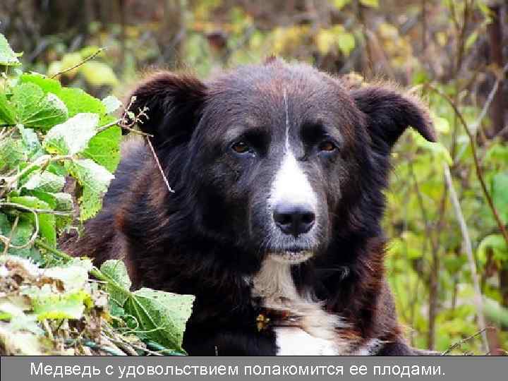 Медведь с удовольствием полакомится ее плодами. 