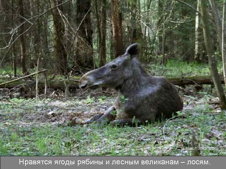 Нравятся ягоды рябины и лесным великанам – лосям. 