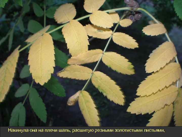 Накинула она на плечи шаль, расшитую резными золотистыми листьями, 