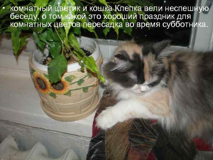  • комнатный цветик и кошка Клепка вели неспешную беседу, о том какой это