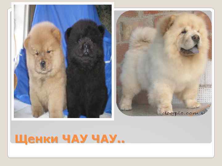 Щенки ЧАУ. . 