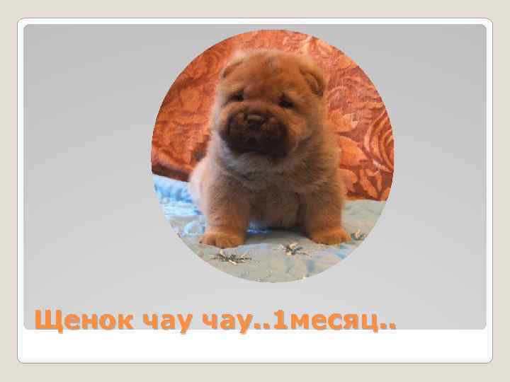 Щенок чау. . 1 месяц. . 