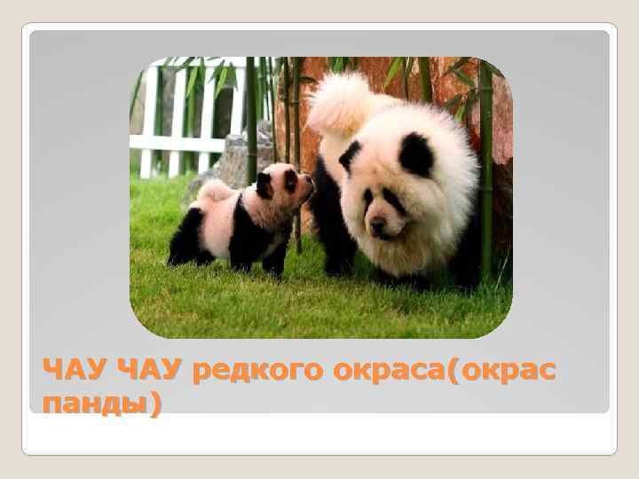 ЧАУ редкого окраса(окрас панды) 