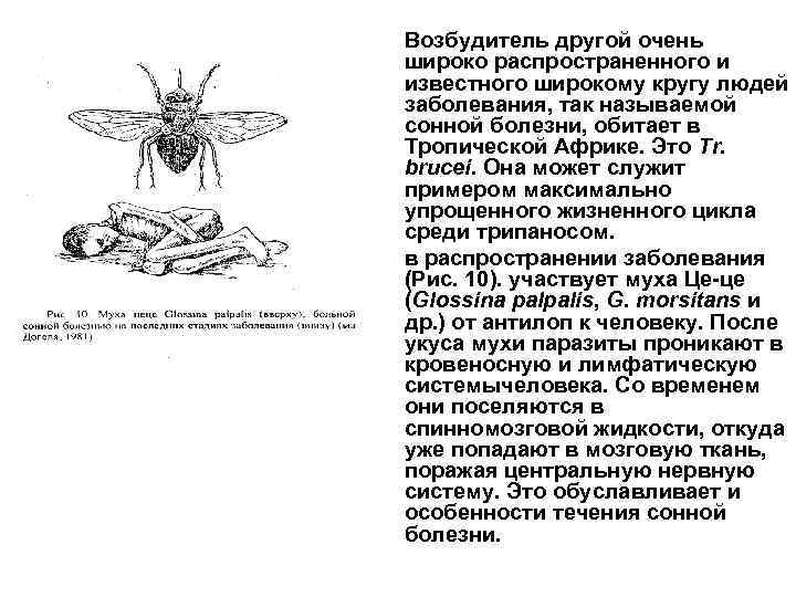  • Возбудитель другой очень широко распространенного и известного широкому кругу людей заболевания, так