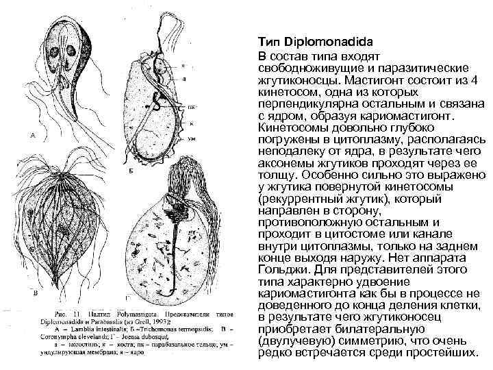  • • Тип Diplomonadida В состав типа входят свободноживущие и паразитические жгутиконосцы. Мастигонт